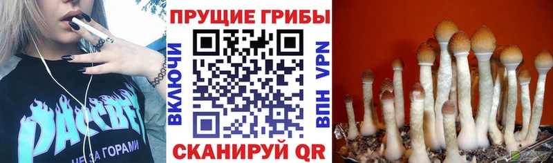 Галлюциногенные грибы GOLDEN TEACHER Партизанск